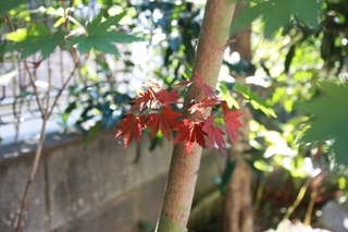 ���т����̂܂�������L�B