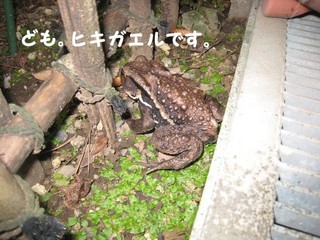 ���т����̂܂�������L�B