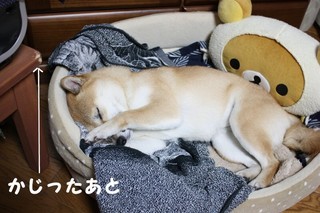 ���т����̂܂�������L�B