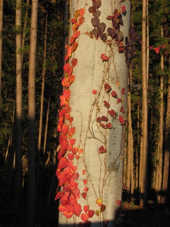 ���т����̂܂�������L�B