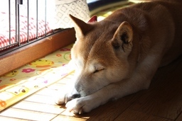 ���т����̂܂�������L�B