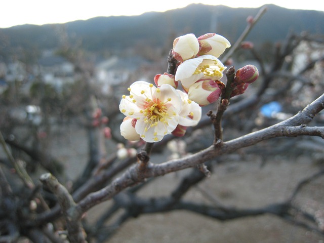 ���т����̂܂�������L�B