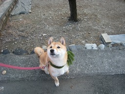 ���т����̂܂�������L�B