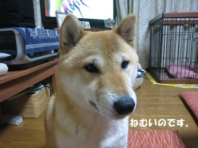 ���т����̂܂�������L�B