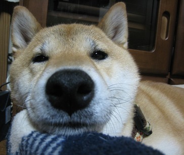 ���т����̂܂�������L�B