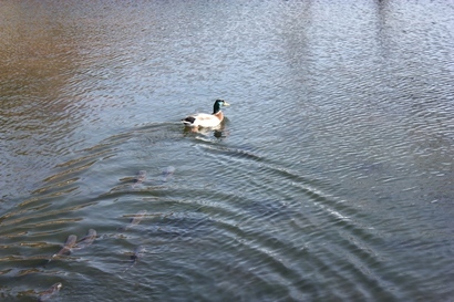 ���т����̂܂�������L�B