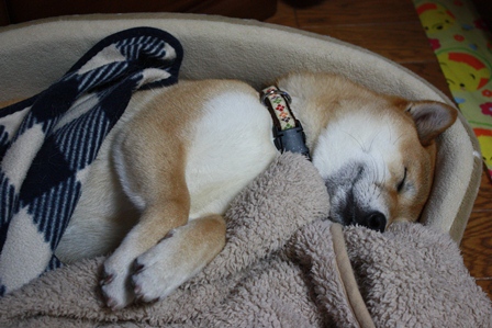 ���т����̂܂�������L�B