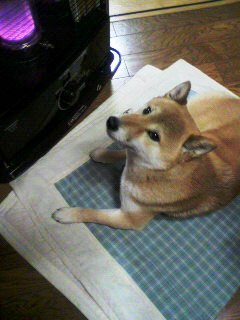 ���т����̂܂�������L�B