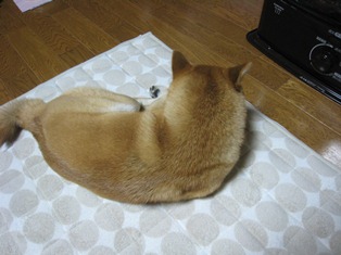 ���т����̂܂�������L�B