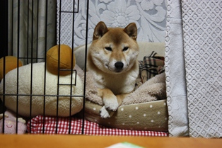 ���т����̂܂�������L�B