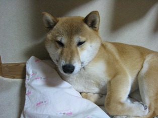 ���т����̂܂�������L�B