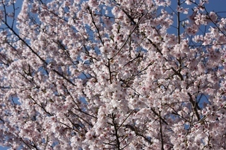 ���т����̂܂�������L�B