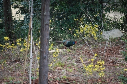 ���т����̂܂�������L�B