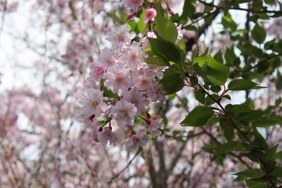 ���т����̂܂�������L�B