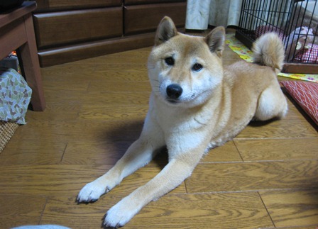 ���т����̂܂�������L�B