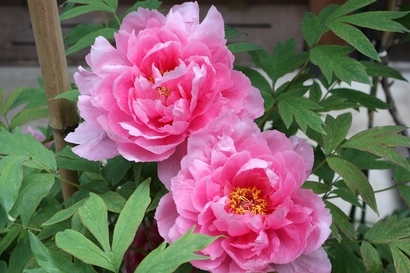 ���т����̂܂�������L�B