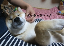 ���т����̂܂�������L�B