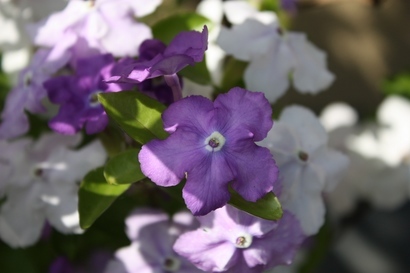 ���т����̂܂�������L�B