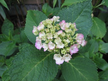 ���т����̂܂�������L�B