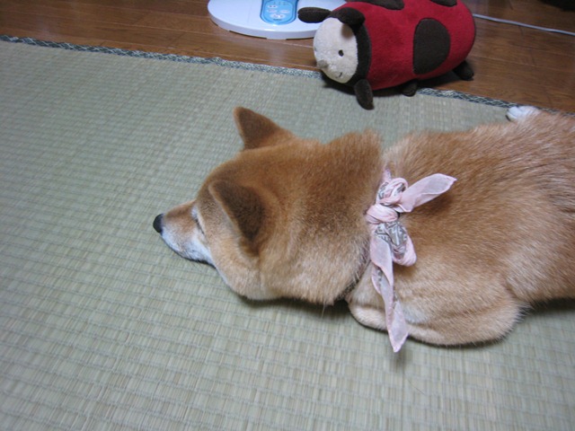 ���т����̂܂�������L�B