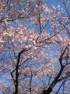 ���т����̂܂�������L�B