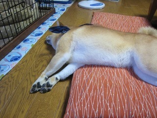 ���т����̂܂�������L�B