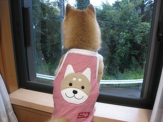 ���т����̂܂�������L�B