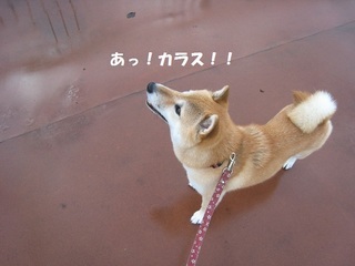 ���т����̂܂�������L�B