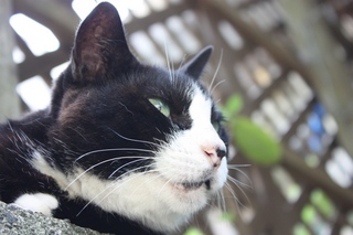 ���т����̂܂�������L�B