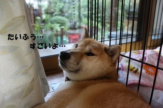 ���т����̂܂�������L�B