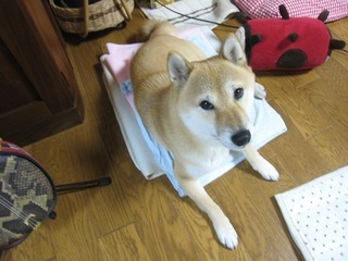 ���т����̂܂�������L�B