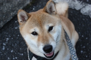 ���т����̂܂�������L�B