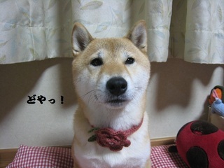 ���т����̂܂�������L�B