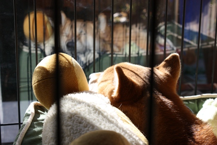 ���т����̂܂�������L�B