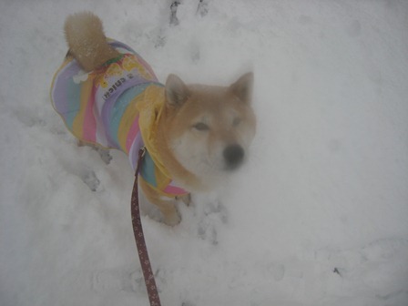 ���т����̂܂�������L�B