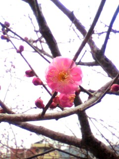 ���т����̂܂�������L�B