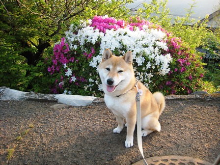 ���т����̂܂�������L�B