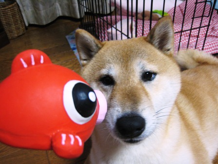 ���т����̂܂�������L�B