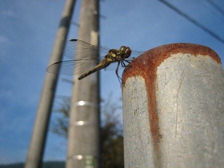 ���т����̂܂�������L�B