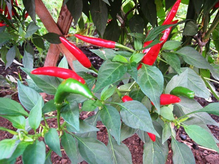 ���т����̂܂�������L�B