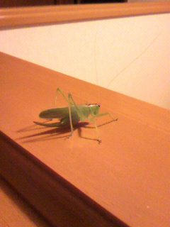 ���т����̂܂�������L�B