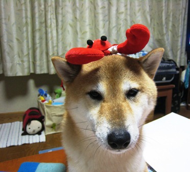 ���т����̂܂�������L�B