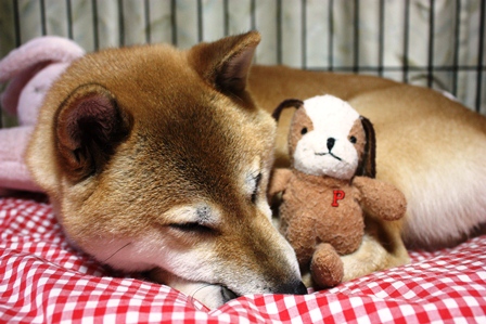 ���т����̂܂�������L�B