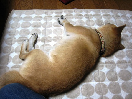 ���т����̂܂�������L�B