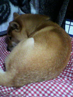 ���т����̂܂�������L�B