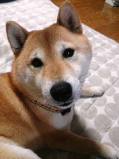 ���т����̂܂�������L�B