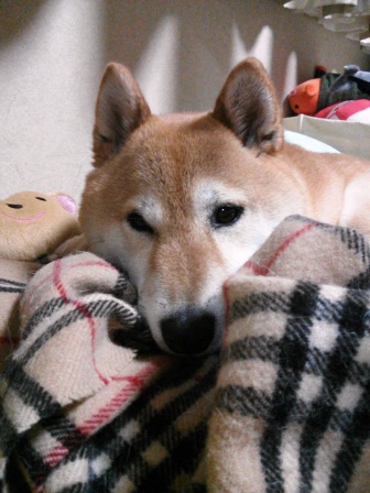 ���т����̂܂�������L�B