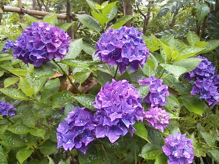 ���т����̂܂�������L�B