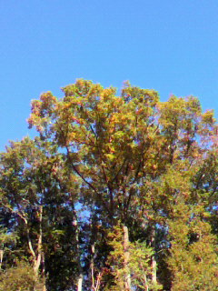 ���т����̂܂�������L�B