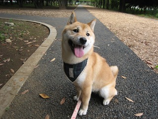 ���т����̂܂�������L�B